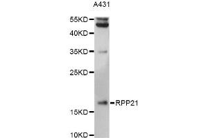 Western blot analysis of extracts of A431 cells, using RPP21 antibody (ABIN6293887) at 1:3000 dilution. (RPP21 Antikörper)