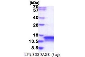 Coiled-Coil-Helix-Coiled-Coil-Helix Domain Containing 7 (CHCHD7) (AA 1-97) protein (His tag)