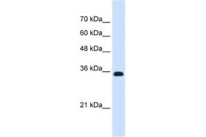 Western Blotting (WB) image for anti-ATPase, Na+/K+ Transporting, beta 1 Polypeptide (ATP1B1) antibody (ABIN2462815) (ATP1B1 Antikörper)