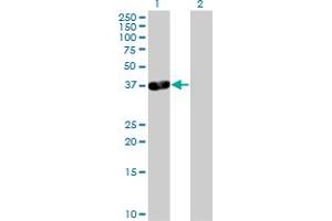 Western Blot analysis of PDLIM3 expression in transfected 293T cell line by PDLIM3 MaxPab polyclonal antibody.