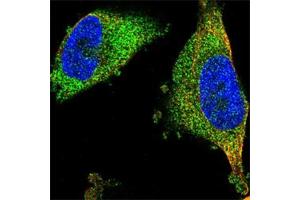 Immunofluorescent staining of U-251 MG cell line with antibody shows positivity in cytosol (green).