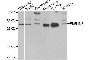 Western blot analysis of extracts of various cell lines, using FMR1NB Antibody (ABIN1876396) at 1:1000 dilution. (FMR1NB Antikörper)