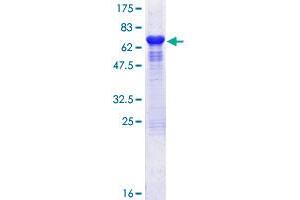 HSC70 Interacting Protein HIP Protein (AA 1-369) (GST tag)