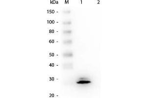Western Blot of Mouse anti-GSTO1 Monoclonal Antibody.