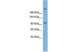 WB Suggested Anti-HERC4 Antibody Titration:  0. (HERC4 Antikörper  (Middle Region))