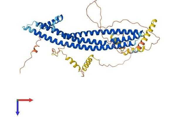 ICA1 Protein (AA 1-478) (His tag)