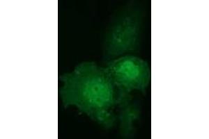 Anti-C9orf41 mouse monoclonal antibody (ABIN2452872) immunofluorescent staining of COS7 cells transiently transfected by pCMV6-ENTRY C9orf41 (RC205116). (C9orf41 Antikörper)