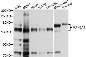 Western blot analysis of extracts of various cell lines, using MAN2A1 antibody (ABIN5998164) at 1/1000 dilution. (alpha-Mannosidase II Antikörper)