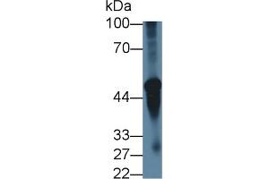 CHRNA3 Antikörper  (AA 32-240)