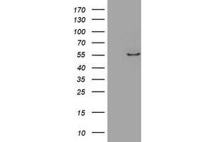 Image no. 1 for anti-Zinc Finger Protein 165 (ZNF165) (AA 165-485) antibody (ABIN1491001) (ZNF165 Antikörper  (AA 165-485))