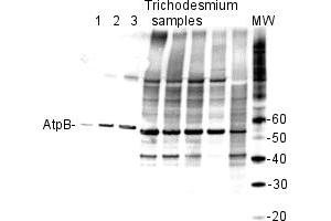 Western Blotting (WB) image for ATPase, Na+/K+ Transporting, beta 1 Polypeptide (ATP1B1) protein (ABIN5326718) (ATP1B1 Protein)