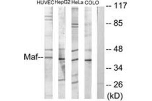 Western blot analysis of extracts from HuvEc/HepG2/HeLa/COLO205 cells, using Maf Antibody. (MAF Antikörper  (AA 301-350))