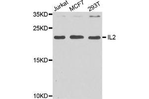 Western Blotting (WB) image for anti-Interleukin 2 (IL2) (AA 21-153) antibody (ABIN3020909) (IL-2 Antikörper  (AA 21-153))