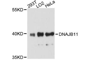 Western blot analysis of extracts of various cell lines, using DNAJB11 antibody. (DNAJB11 Antikörper)