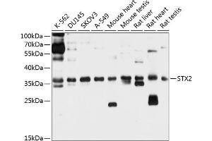 Western blot analysis of extracts of various cell lines, using STX2 antibody (ABIN6129592, ABIN6148663, ABIN6148664 and ABIN6214700) at 1:1000 dilution. (STX2 Antikörper  (AA 1-264))