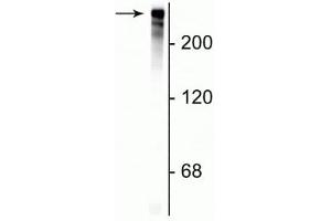 Western blot of rat cortical lysate showing specific immunolabeling of the ~280 kDa MAP2 protein. (MAP2 Antikörper)