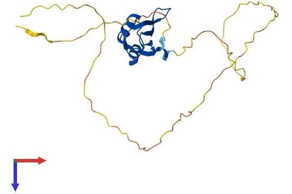 RBM38 Protein (AA 1-237) (His tag)