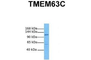 Host:  Rabbit  Target Name:  TMEM63C  Sample Tissue:  Human PANC1  Antibody Dilution:  1. (TMEM63C Antikörper  (Middle Region))