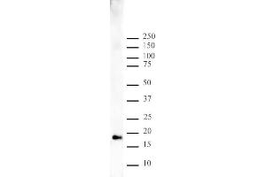 Histone H3 monomethyl Lys9 pAb tested by Western blot. (Histone 3 Antikörper  (H3K9me))