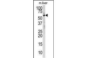 Western blot analysis of anti-DHCR24 Antibody in mouse liver tissue lysates (35ug/lane) (Seladin 1 Antikörper  (N-Term))