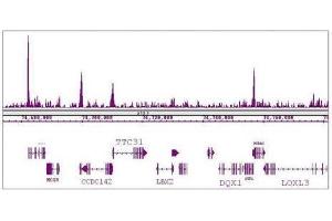 KLF5 antibody (pAb) tested by ChIP-Seq. (KLF5 Antikörper  (N-Term))