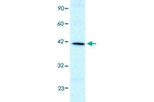 Western Blot analysis of HepG2 cell lysate with FOXF2 polyclonal antibody  at 1 ug/mL working concentration. (FOXF2 Antikörper  (N-Term))