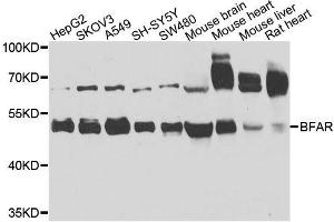 Western blot analysis of extracts of various cell lines, using BFAR antibody. (BFAR Antikörper  (AA 1-140))