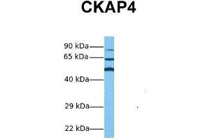 CKAP4 Antikörper  (Middle Region)