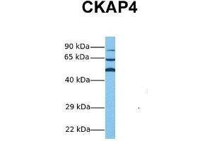 Host:  Rabbit  Target Name:  CKAP4  Sample Tissue:  Human Hela  Antibody Dilution:  1. (CKAP4 Antikörper  (Middle Region))