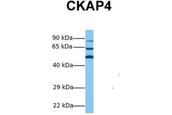 CKAP4 Antikörper  (Middle Region)