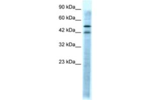 Western Blotting (WB) image for anti-Serotonin Receptor 3A (HTR3A) antibody (ABIN2463753) (Serotonin Receptor 3A Antikörper)