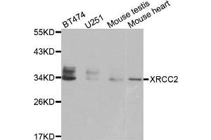 Western blot analysis of extracts of various cell lines, using XRCC2 antibody. (XRCC2 Antikörper)
