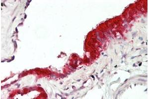 Anti-MXI1 / MAD2 antibody IHC staining of human lung, respiratory epithelium.