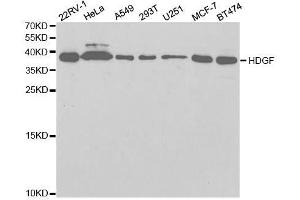 Western Blotting (WB) image for anti-Hepatoma-Derived Growth Factor (HDGF) (AA 1-240) antibody (ABIN6141694)