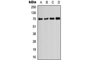 Western blot analysis of PIF1 expression in HeLa (A), HEK293T (B), Raw264. (PIF1 Antikörper  (Center))
