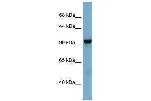 WB Suggested Anti-NDST4 Antibody Titration:  0. (NDST4 Antikörper  (Middle Region))