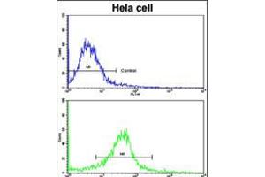 Flow cytometric analysis of hela cells using CLNS1A Antibody (bottom histogram) compared to a negative control cell (top histogram). (CLNS1A Antikörper  (AA 148-176))