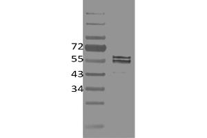Image no. 1 for anti-Friend Leukemia Virus Integration 1 (FLI1) antibody (ABIN5067733) (FLI1 Antikörper)