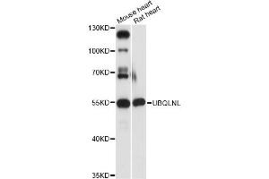 Western blot analysis of extracts of various cell lines, using UBQLNL antibody (ABIN6293258) at 1:3000 dilution. (UBQLNL Antikörper)