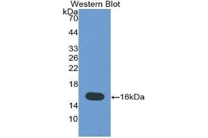 Western Blotting (WB) image for anti-Tenascin C (TNC) (AA 49-181) antibody (ABIN1860784) (TNC Antikörper  (AA 49-181))