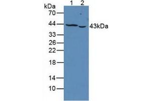 Western blot analysis of (1) Human K562 Cells and (2) Human Jurkat Cells. (PTPRJ Antikörper  (AA 1061-1293))
