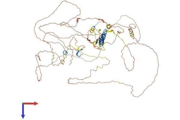 C1orf103 Protein (AA 1-755) (His tag)