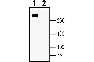 Western blot analysis of human  monocytic leukemia cell line lysate:1. (Plexin A4 Antikörper  (Extracellular))