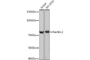 Western blot analysis of extracts of various cell lines, using Nectin 2 Rabbit mAb (ABIN7269432) at 1:1000 dilution. (PVRL2 Antikörper)
