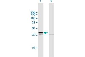 Western Blot analysis of DHH expression in transfected 293T cell line by DHH MaxPab polyclonal antibody. (desert Hedgehog Antikörper  (AA 1-396))