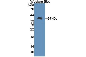 Western Blotting (WB) image for anti-Erythrocyte Membrane Protein Band 4.1 (Elliptocytosis 1, RH-Linked) (EPB41) (AA 210-497) antibody (ABIN5013511)