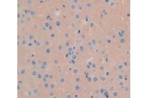 IHC-P analysis of Mouse Tissue, with DAB staining. (GLB1 Antikörper  (AA 192-432))