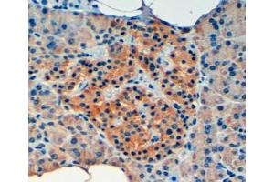 ABIN185427 (4µg/ml) staining of paraffin embedded Human Pancreas. (VPS11 Antikörper  (Internal Region))