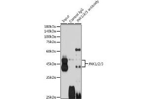 Immunoprecipitation analysis of 600 μg extracts of Mouse brain cells using 3 μg JNK1/2/3 antibody (ABIN7268630). (MAPK8/9/10 Antikörper)