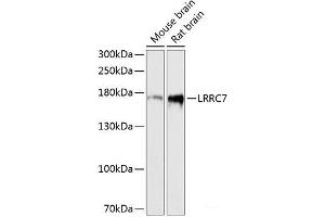 Western blot analysis of extracts of various cell lines using LRRC7 Polyclonal Antibody at dilution of 1:3000. (LRRC7 Antikörper)
